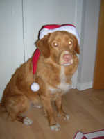 julkort från Ariki 2005
